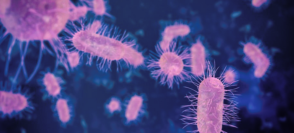 Pink Pseudococcus viburni on a navy background.