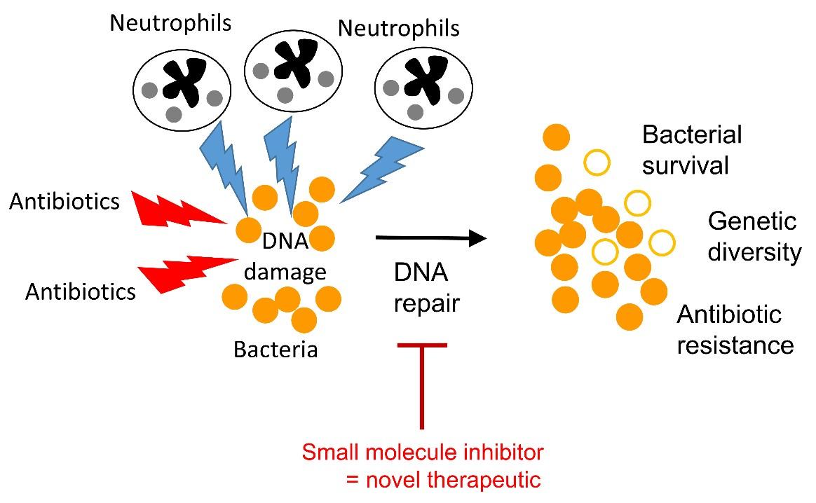 neutrophils.jpg