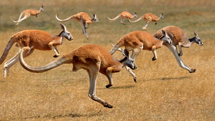 Kangaroos 