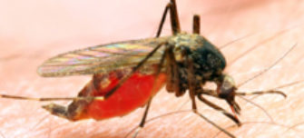 mosquito-manipulator.jpg