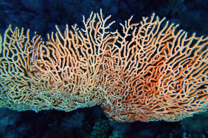 coral.jpeg