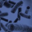 Rod shaped bacteria