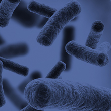 Rod shaped bacteria