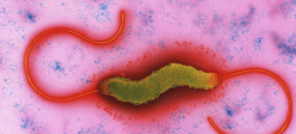 campylobacter.jpg