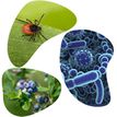 Three images, one of a bug on a leaf, the second of blueberries and the third shows bacteria