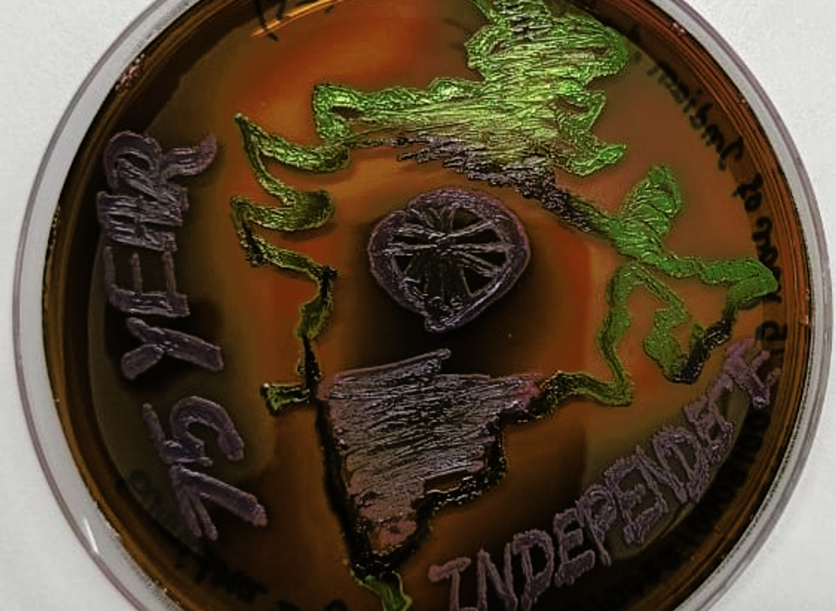 Agar art plate 5