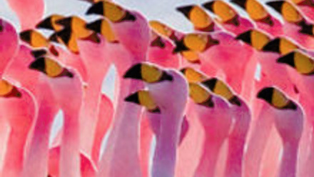 MT Feb 2014 Flamingos