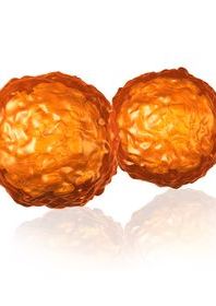 Two orange spherical cells.