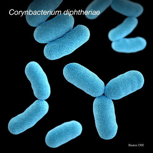 Corynebacterium diphtheriae cares not for our indifference ...