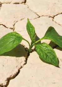 Small green plant growing in dry and cracked soil