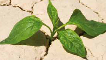 Small green plant growing in dry and cracked soil
