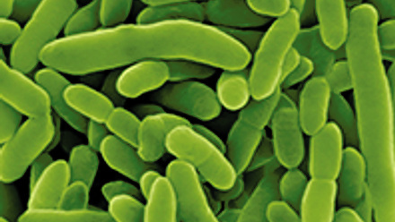MT-Feb-18-pseudomonas.jpg