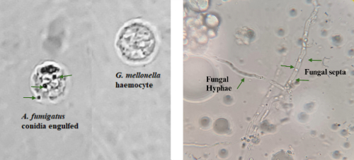 heamocyte image for blog.jpg