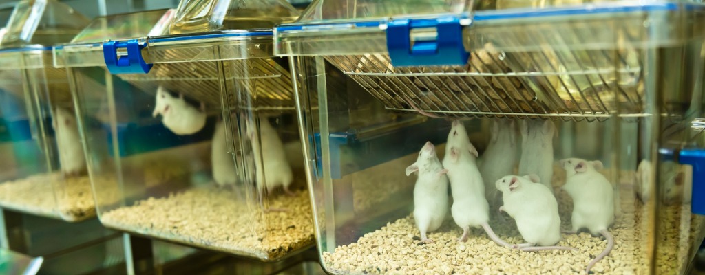 experimenal-mice-are-raised-in-the-ivc-cages-picture-id639071970.jpg