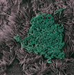 NBIC Southampton Biofilm Image .png 1