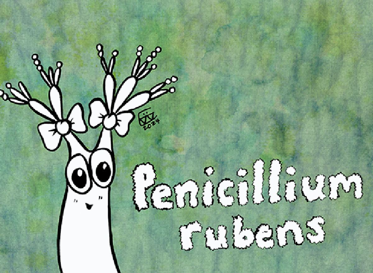 Penicillium rubens.png