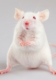 Small white mouse.