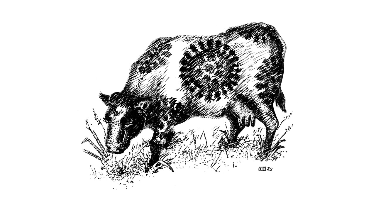 Cow Flu Pen and Ink.jpg