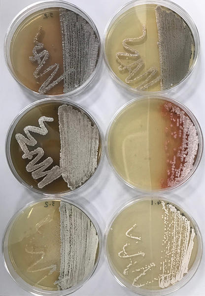 Actinomycetes isolates from soil samples worldwide.