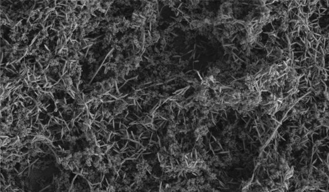 MT Nov 15 campylobacter biofilm soiled surface