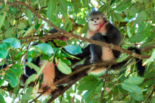 Black and white snub nosed monkey new to science.jpg