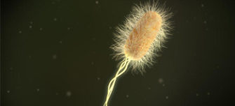 what-is-microbiology_bacteria.jpg