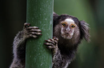 Marmoset.jpg 1