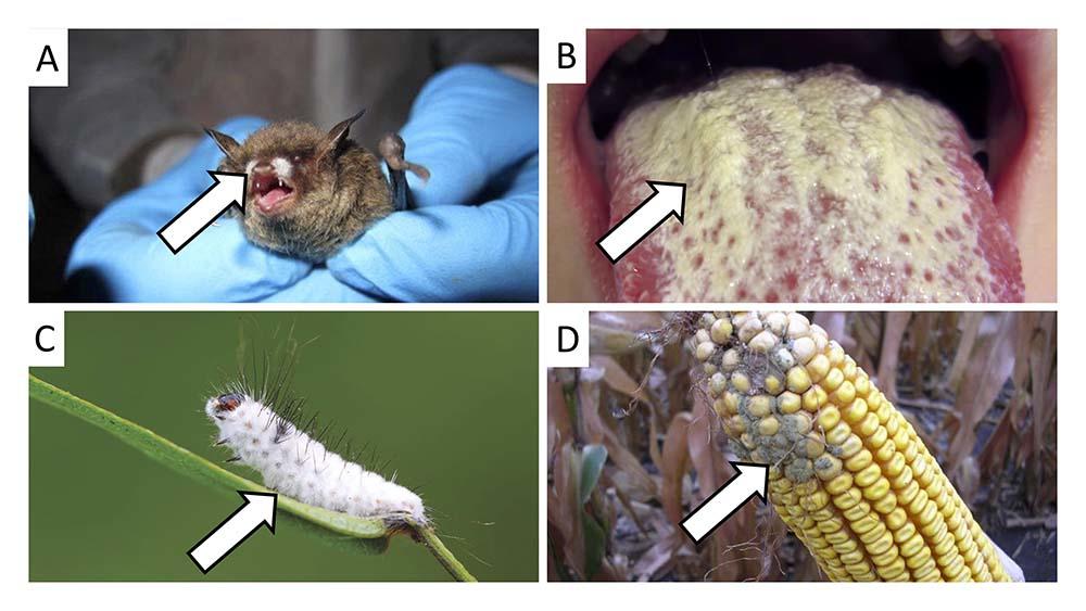 Fungal Diseases