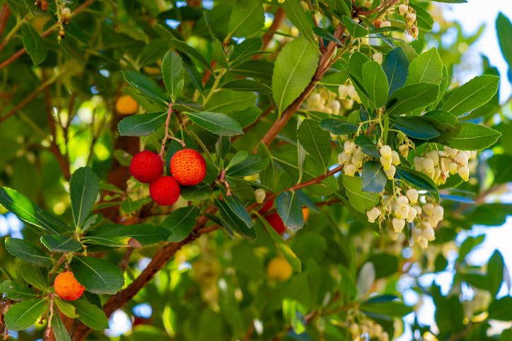 iStock-1350612270.jpg