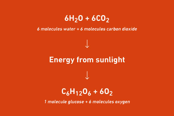Formula for photosyntesis