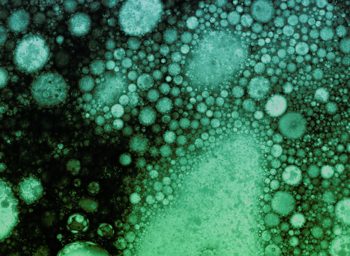 Microogranisms.png 1