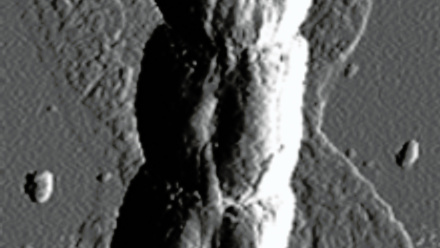 MT Aug 2016 nanoscale bacterial hypha