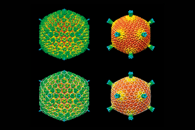 MT May 16 viruses alive adenovirus