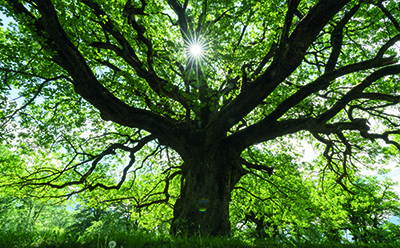 Large tree in a forest.