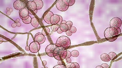 Pink illustration of Candida albicans.
