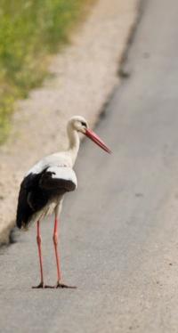 stork-on-the-road-picture-id179302842.jpg