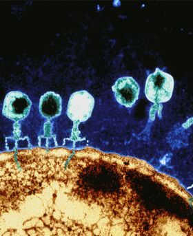 Microscopic image showing virus-like shapes attaching to the surface of a cell.