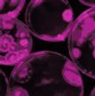 Piece of Access Microbiology cover, with abstract purple shapes in a dark background