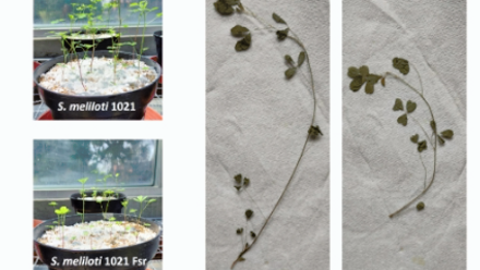 Victor Chavez Jacobo thumb.png