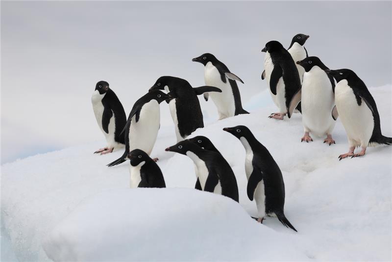 3I0A1914_Adelie - Copy.png