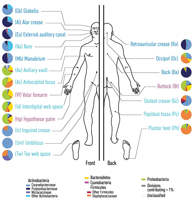 MT-May-17-chronic-wound-skin-diagram.jpg