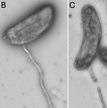 manoa-life-sciences-bacteria-discovery (1).jpg