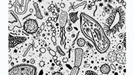 Microbiology Today magazine cover from May 2022