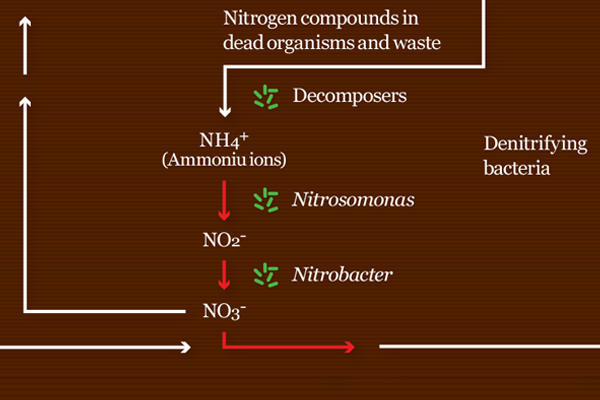 global nitrogen cycle