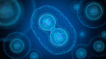 Cell dividing