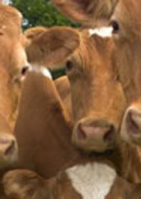 Picture of the face of three brown cows