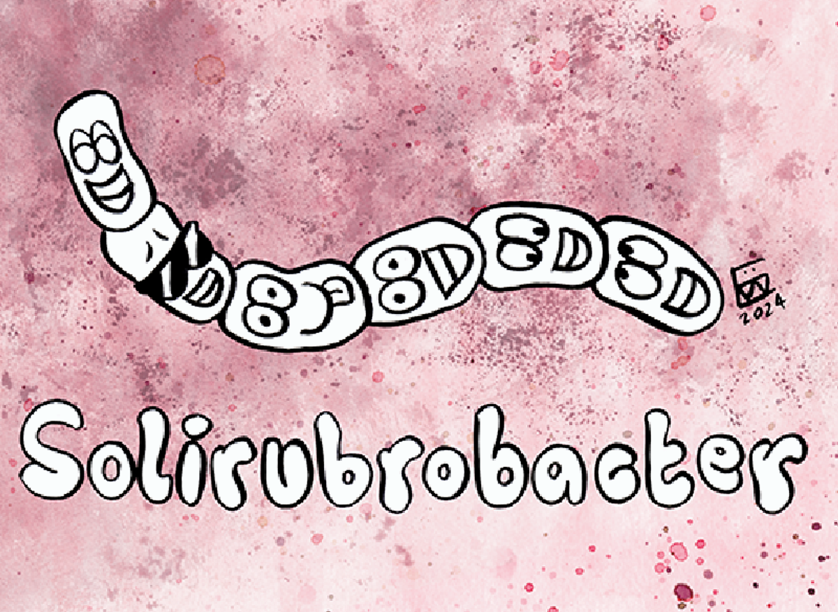 Solirubrobacter.png