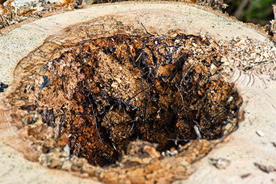Black rhizomorphs or fungal cords of honey fungus Armillaria mellea , formed on the diseased and dead core of a rotten tree.