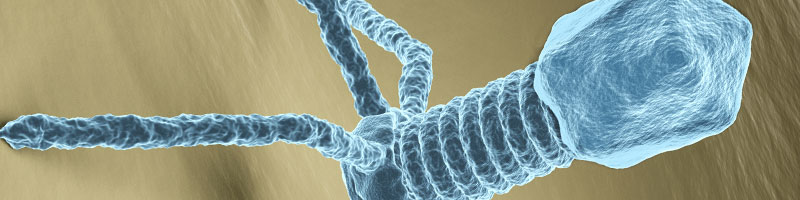 Bacteriophage virus electron microscopy image