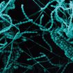 Blue bacteria filament in a dark background